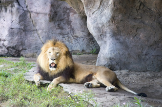 En busca del rey de los felinos