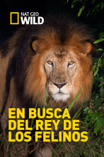 En busca del rey de los felinos