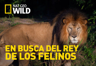 En busca del rey de los felinos