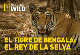 El tigre de Bengala: el rey de la selva