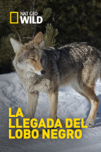 La llegada del lobo negro