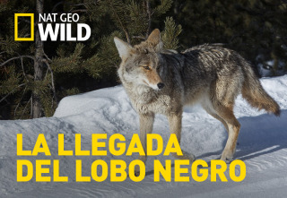 La llegada del lobo negro