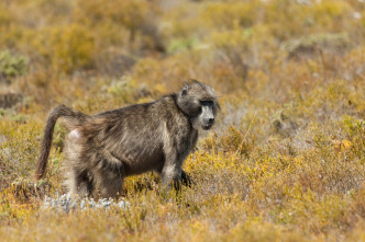 Wild Sudáfrica 