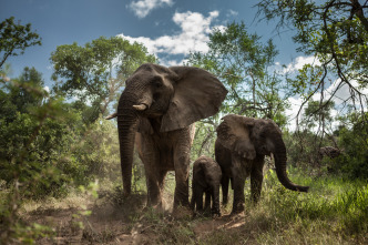 Wild Sudáfrica 