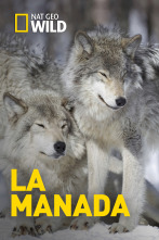 La manada: Leones