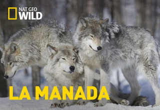 La manada: Leones