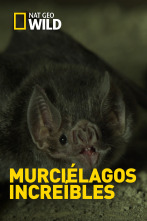 Murciélagos increíbles