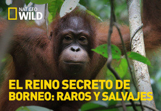 El reino secreto de Borneo: raros y salvajes