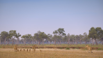 Cazadores de África 