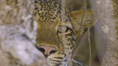 Cazadores de África 