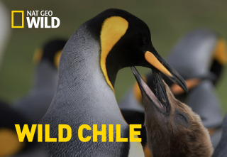 Wild Chile: Los extremos de la Tierra