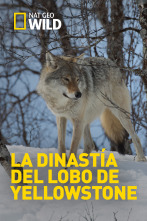 La dinastía del lobo...: La manada