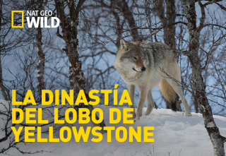 La dinastía del lobo...: La manada