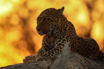 La inundación del Okavango 