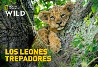 Los leones trepadores