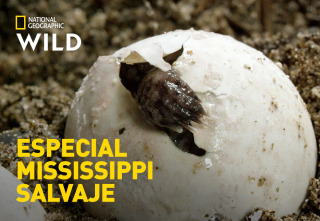 Especial Mississippi salvaje