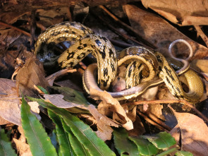 Wild Taiwán: la isla de la selva