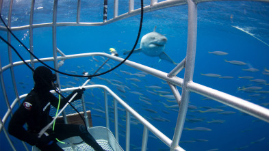 Tiburones blancos de Guadalupe 