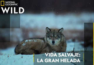 Vida salvaje: la gran helada