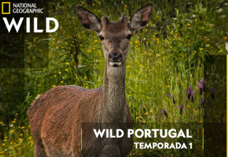 Wild Portugal