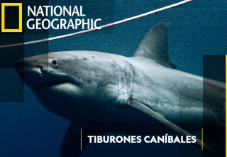 Tiburones caníbales