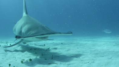 Tiburones caníbales