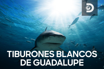 Tiburones blancos de Guadalupe 