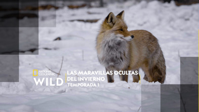 Las maravillas ocultas del invierno 