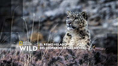 El reino helado del leopardo de las nieves