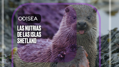 Las nutrias de las islas Shetland