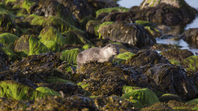 Las nutrias de las islas Shetland