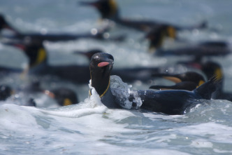 Pingüinos