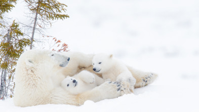 El reino del oso polar: El clan del norte