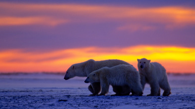 El reino del oso polar: El viaje del cachorro