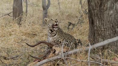 Diario de un leopardo adolescente