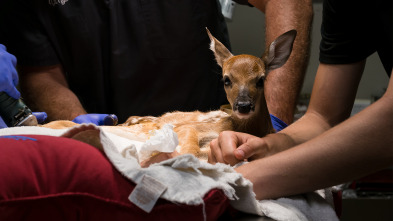 Veterinarios de Nebraska: ¡Para el carro!