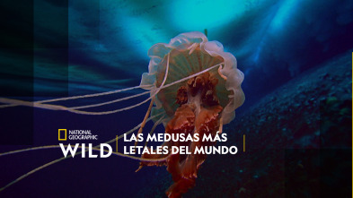 Las medusas más letales del mundo