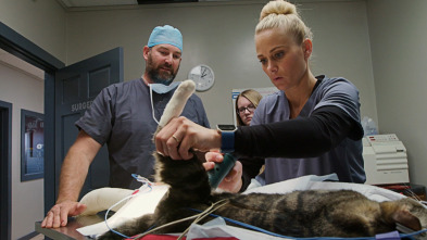 Veterinarios unidos de...: Como el gato y el....lince