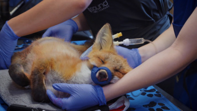 Veterinarios unidos de...: Rosita y azul