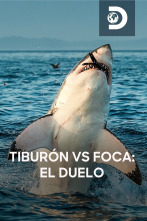 Tiburón vs foca: el duelo