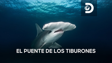 El puente de los tiburones