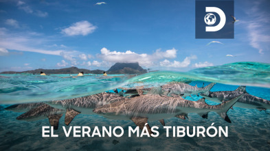 El verano más tiburón