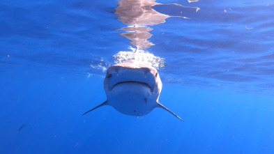 Los tiburones de Hawái
