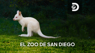 El zoo de San Diego: Mek vuelve a casa