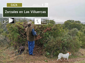 Zorzales en Las Villuercas