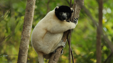 La vida secreta de los...: Madagascar: el bosque de los espíritus