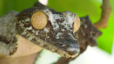 Los animales más raros de Madagascar