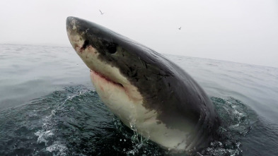Cuando los tiburones...: Mordido por segunda vez
