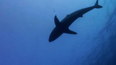 Cuando los tiburones...: Miedo en el golfo
