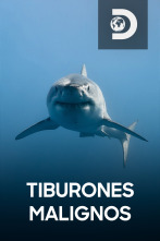 Tiburones malignos